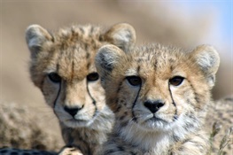 Spring Toward Extinction? Cheetah Numbers Crash Globally